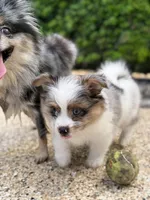 1, a male Pomeranian and Yorkshire Terrier for sale in Port Saint Lucie, FL – Photo 2 of 10