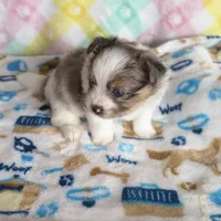 1, a male Pomeranian and Yorkshire Terrier for sale in Port Saint Lucie, FL – Photo 9 of 10