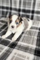 1, a male Pomeranian and Yorkshire Terrier for sale in Port Saint Lucie, FL – Photo 9 of 10