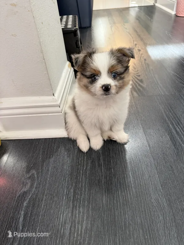 1 – Pomeranian, Yorkshire Terrier puppy for sale in Port Saint Lucie, FL