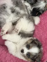 1, a male Pomeranian and Yorkshire Terrier for sale in Port Saint Lucie, FL – Photo 3 of 10