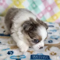 1, a male Pomeranian and Yorkshire Terrier for sale in Port Saint Lucie, FL – Photo 8 of 10