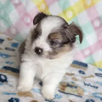 1, a male Pomeranian and Yorkshire Terrier for sale in Port Saint Lucie, FL – Photo 6 of 10