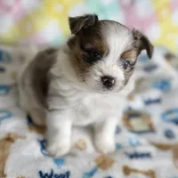 1, a male Pomeranian and Yorkshire Terrier for sale in Port Saint Lucie, FL – Photo 5 of 10