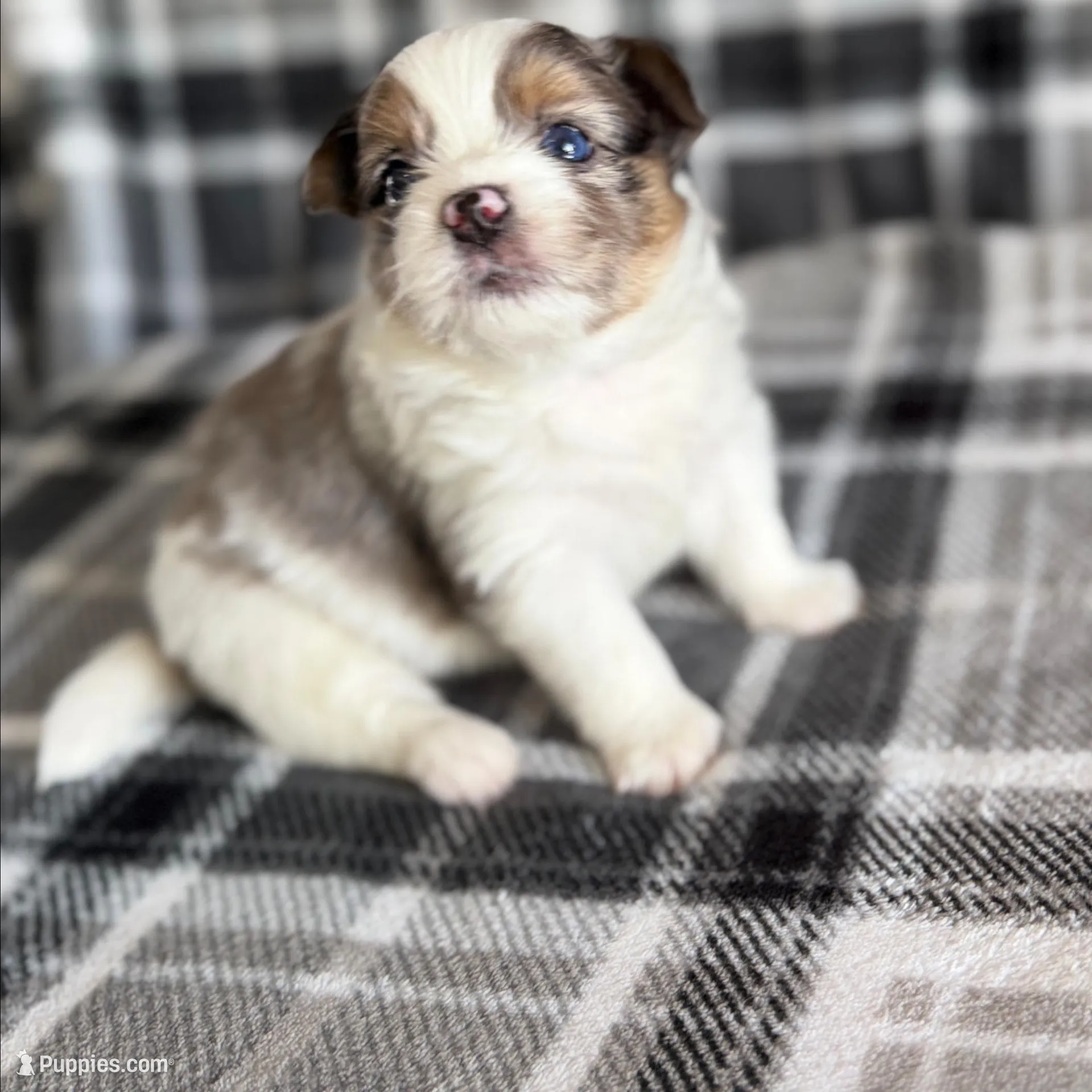 1, a male Pomeranian and Yorkshire Terrier for sale in Port Saint Lucie, FL – Photo 4 of 10