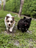 1, a male Pomeranian and Yorkshire Terrier for sale in Port Saint Lucie, FL – Photo 5 of 10