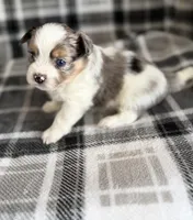 1, a male Pomeranian and Yorkshire Terrier for sale in Port Saint Lucie, FL – Photo 7 of 10