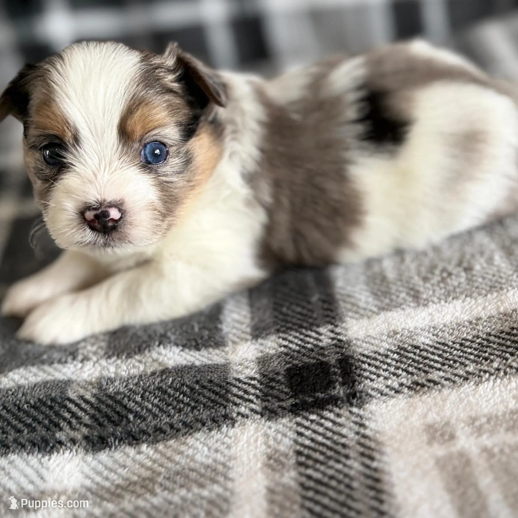 1, a male Pomeranian and Yorkshire Terrier for sale in Port Saint Lucie, FL – Photo 6 of 10