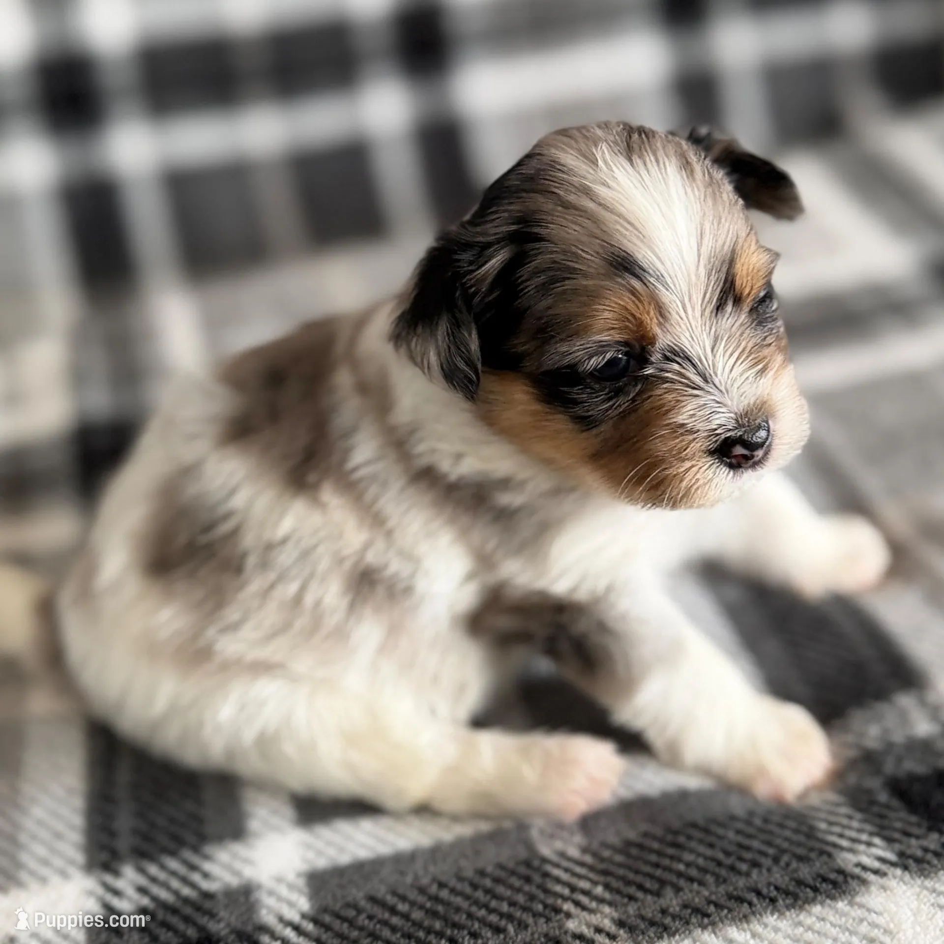 2, a female Pomeranian and Yorkshire Terrier for sale in Port Saint Lucie, FL – Photo 2 of 10