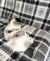 2, a female Pomeranian and Yorkshire Terrier for sale in Port Saint Lucie, FL – Photo 6 of 10