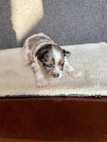 2, a female Yorkshire Terrier for sale in Port Saint Lucie, FL – Photo 1 of 10