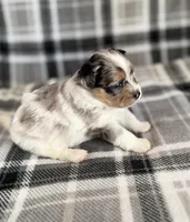 2, a female Pomeranian and Yorkshire Terrier for sale in Port Saint Lucie, FL – Photo 5 of 10