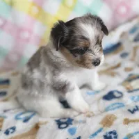 2, a female Pomeranian and Yorkshire Terrier for sale in Port Saint Lucie, FL – Photo 6 of 10