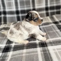 2, a female Pomeranian and Yorkshire Terrier for sale in Port Saint Lucie, FL – Photo 10 of 10