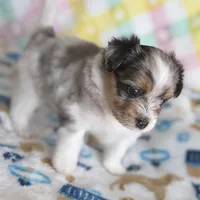 2, a female Pomeranian and Yorkshire Terrier for sale in Port Saint Lucie, FL – Photo 7 of 10