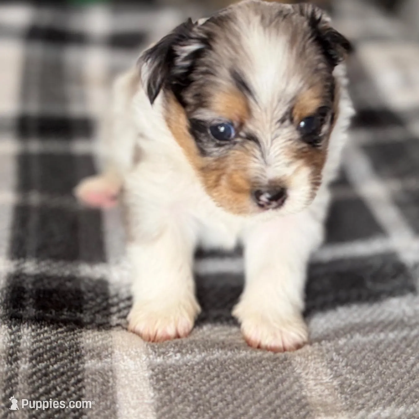 2, a female Pomeranian and Yorkshire Terrier for sale in Port Saint Lucie, FL – Photo 1 of 10