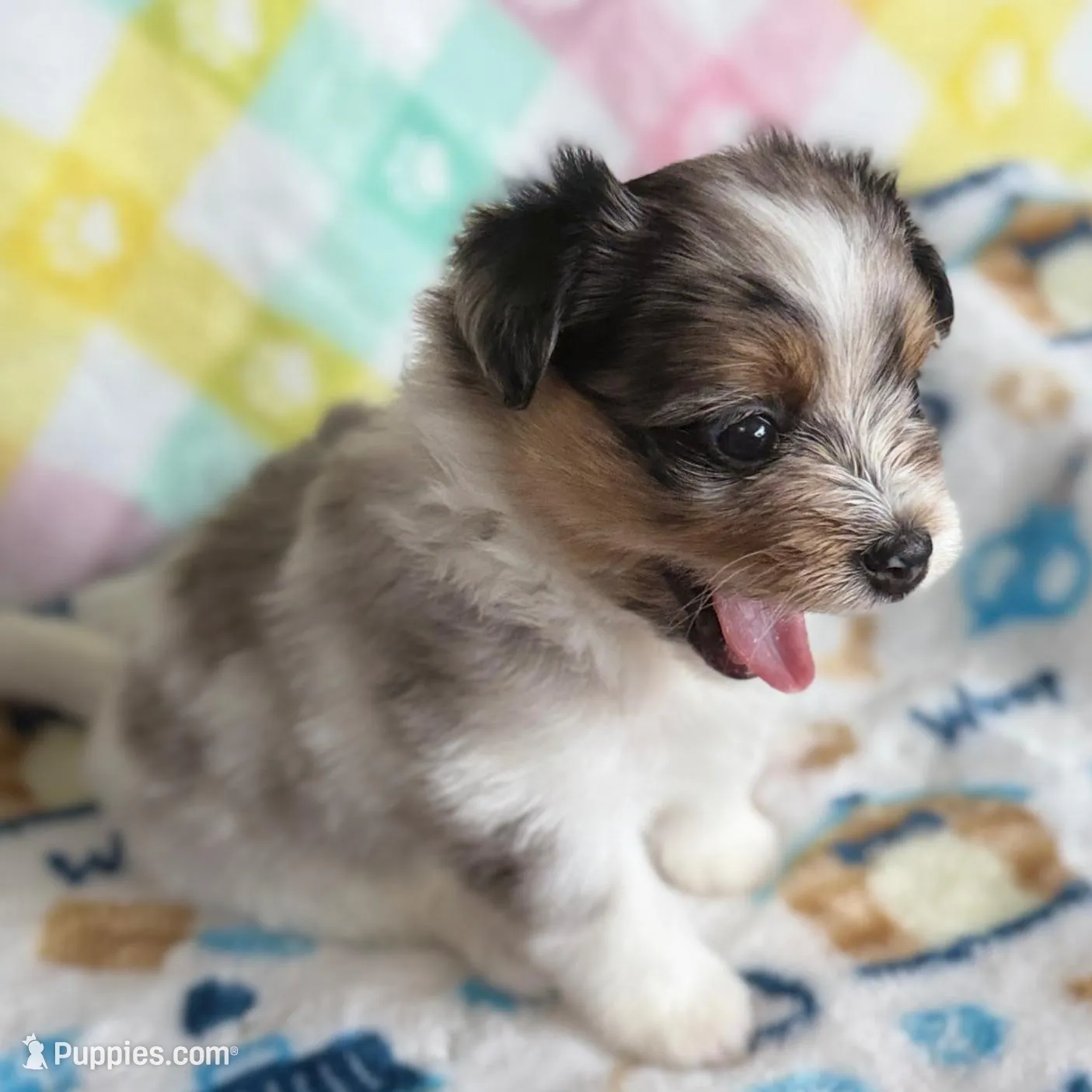 2, a female Pomeranian and Yorkshire Terrier for sale in Port Saint Lucie, FL – Photo 2 of 10