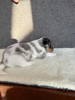 2, a female Yorkshire Terrier for sale in Port Saint Lucie, FL – Photo 8 of 10