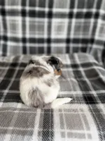 2, a female Pomeranian and Yorkshire Terrier for sale in Port Saint Lucie, FL – Photo 8 of 10