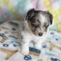 2, a female Pomeranian and Yorkshire Terrier for sale in Port Saint Lucie, FL – Photo 3 of 10