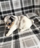 2, a female Pomeranian and Yorkshire Terrier for sale in Port Saint Lucie, FL – Photo 4 of 10