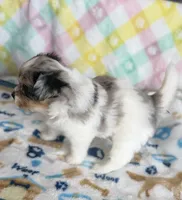 2, a female Pomeranian and Yorkshire Terrier for sale in Port Saint Lucie, FL – Photo 10 of 10