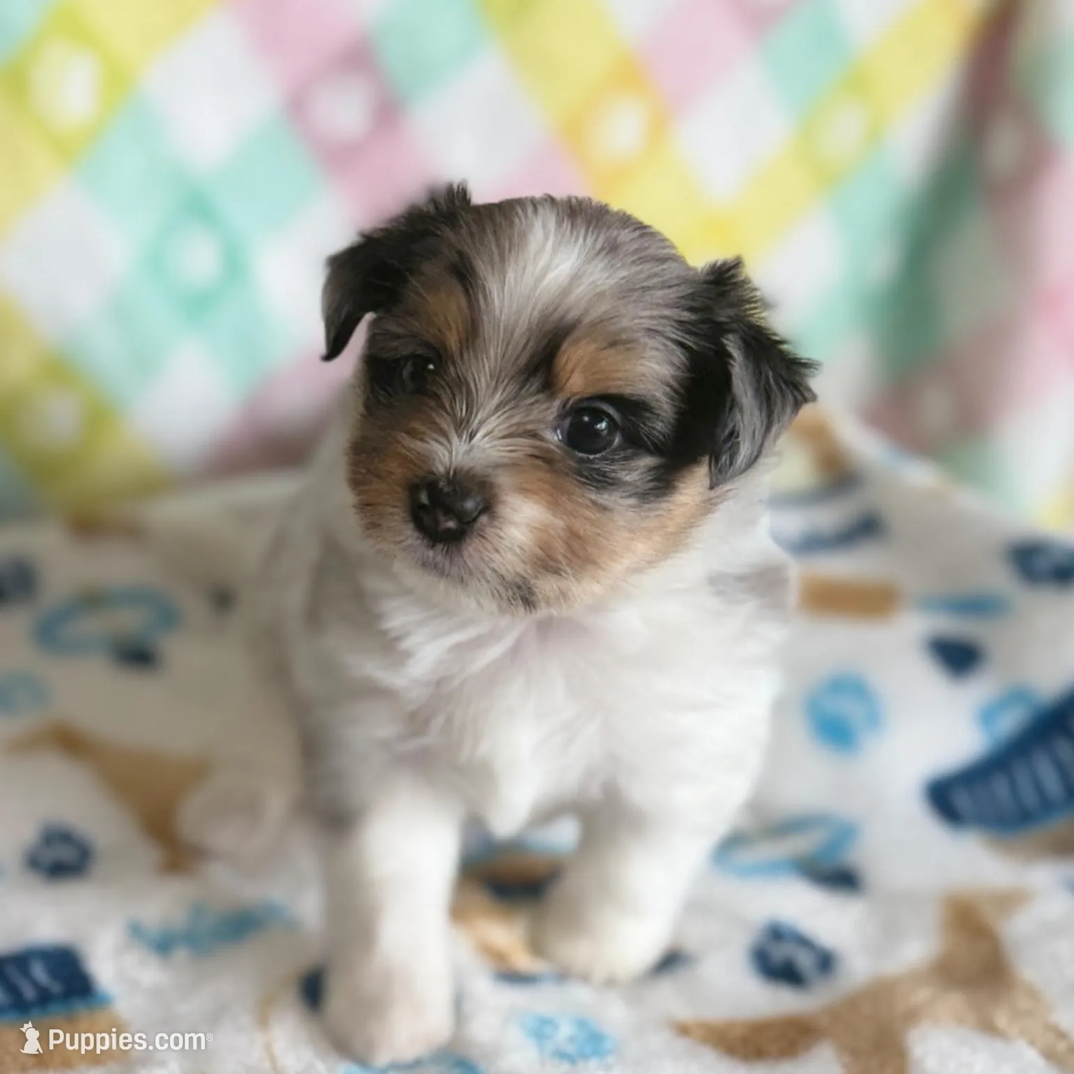 2, a female Pomeranian and Yorkshire Terrier for sale in Port Saint Lucie, FL – Photo 4 of 10