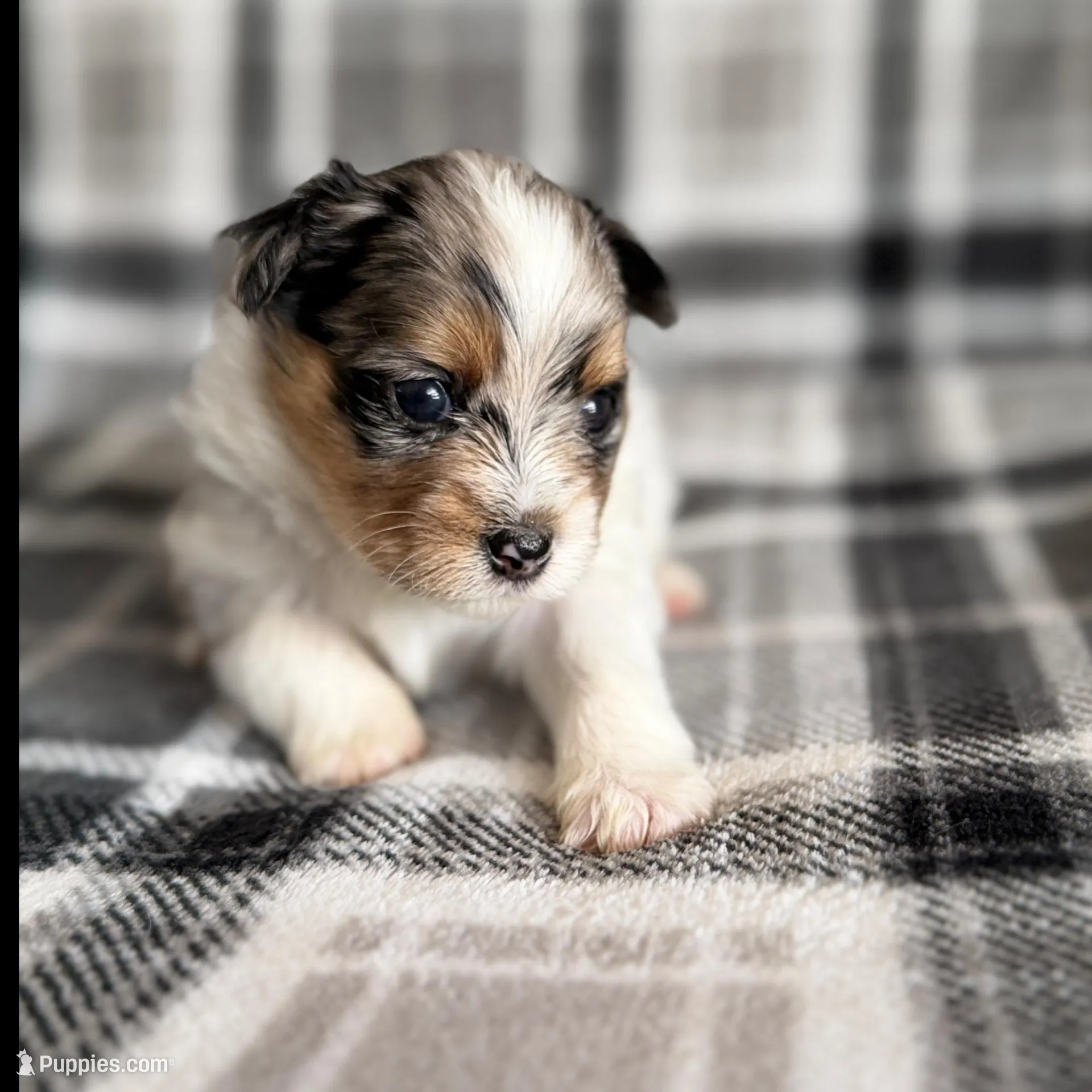 2, a female Pomeranian and Yorkshire Terrier for sale in Port Saint Lucie, FL – Photo 3 of 10