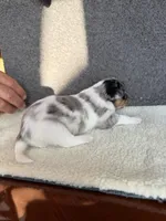 2, a female Yorkshire Terrier for sale in Port Saint Lucie, FL – Photo 9 of 10