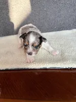 2, a female Yorkshire Terrier for sale in Port Saint Lucie, FL – Photo 2 of 10