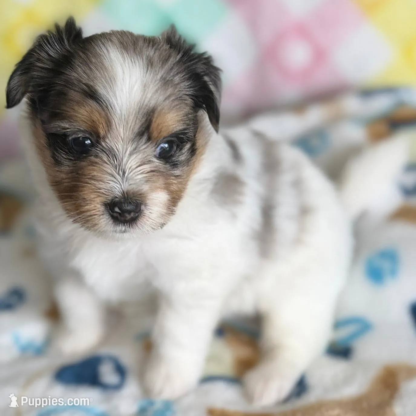 2 – Pomeranian, Yorkshire Terrier puppy for sale in Port Saint Lucie, FL