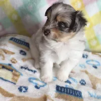 2, a female Pomeranian and Yorkshire Terrier for sale in Port Saint Lucie, FL – Photo 8 of 10