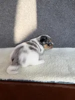 2, a female Yorkshire Terrier for sale in Port Saint Lucie, FL – Photo 7 of 10