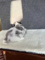 2, a female Yorkshire Terrier for sale in Port Saint Lucie, FL – Photo 6 of 10