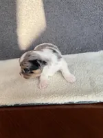 2, a female Yorkshire Terrier for sale in Port Saint Lucie, FL – Photo 5 of 10