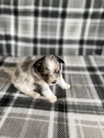 2, a female Pomeranian and Yorkshire Terrier for sale in Port Saint Lucie, FL – Photo 9 of 10