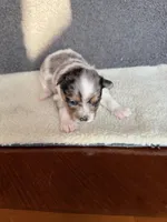 2, a female Yorkshire Terrier for sale in Port Saint Lucie, FL – Photo 4 of 10