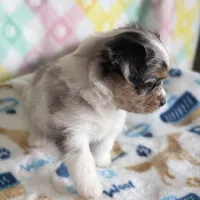 2, a female Pomeranian and Yorkshire Terrier for sale in Port Saint Lucie, FL – Photo 5 of 10