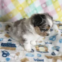 2, a female Pomeranian and Yorkshire Terrier for sale in Port Saint Lucie, FL – Photo 9 of 10