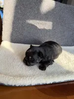 6, a male Yorkshire Terrier for sale in Port Saint Lucie, FL – Photo 5 of 10