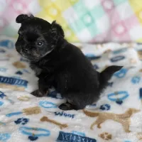 6, a male Pomeranian and Yorkshire Terrier for sale in Port Saint Lucie, FL – Photo 8 of 10