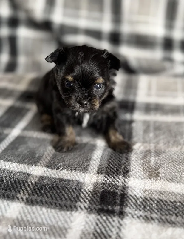 6, a male Pomeranian and Yorkshire Terrier for sale in Port Saint Lucie, FL – Photo 1 of 9