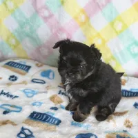 6, a male Pomeranian and Yorkshire Terrier for sale in Port Saint Lucie, FL – Photo 5 of 10