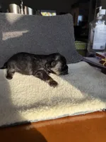 6, a male Yorkshire Terrier for sale in Port Saint Lucie, FL – Photo 8 of 10