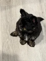 6, a male Pomeranian and Yorkshire Terrier for sale in Port Saint Lucie, FL – Photo 3 of 8