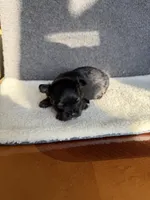 6, a male Yorkshire Terrier for sale in Port Saint Lucie, FL – Photo 3 of 10