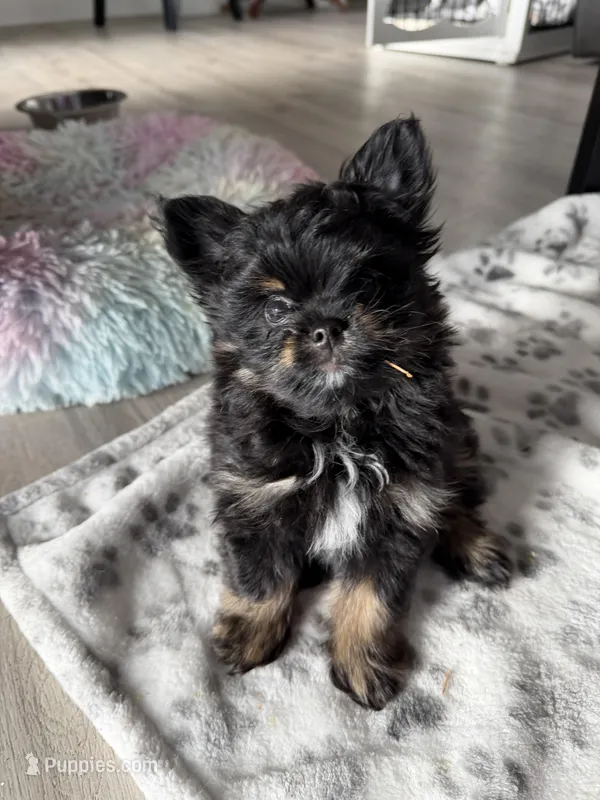 6 – Pomeranian, Yorkshire Terrier puppy for sale in Port Saint Lucie, FL