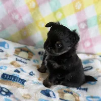 6, a male Pomeranian and Yorkshire Terrier for sale in Port Saint Lucie, FL – Photo 9 of 10