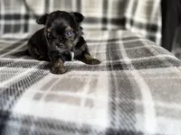 6, a male Pomeranian and Yorkshire Terrier for sale in Port Saint Lucie, FL – Photo 3 of 9