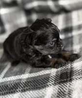 6, a male Pomeranian and Yorkshire Terrier for sale in Port Saint Lucie, FL – Photo 2 of 9